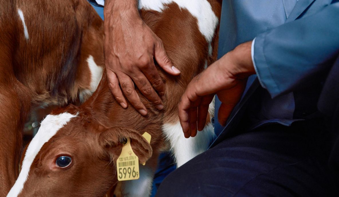 Tierimpfstoffe gewährleisten die globale Ernährungssicherheit